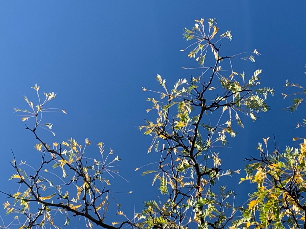Sun in the&nbsp;Leaves
